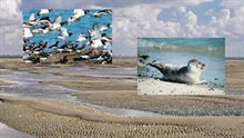 Tmap-wadden_460px